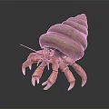 Orange Hermit Crab With Long Claws Carrying Spiral Shell on Dark Surface 3d model