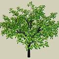 Tree 3d model