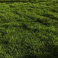 Lush Green Grass Field With Neatly Arranged Rows Under Warm Sunlight