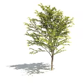 Arbor Trees With Green Leaves Various Sizes And Natural Shadows 3d model