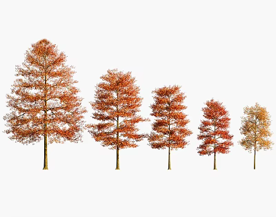 Five Autumn Arbor Trees With Red Orange Yellow Foliage And Different Heights 3d model