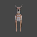 Realistic 3D Antelope Model With Brown Fur And Standing Pose 3d model