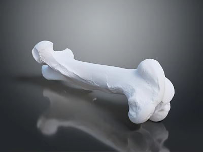 Human Skeletal Organ Detailed White Bone 3D Rendered On Black Reflective Surface 3d model