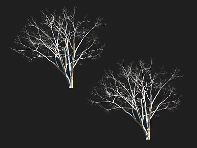 Leafless Trees With White Trunks Silhouette Against Black Background Design 3d model