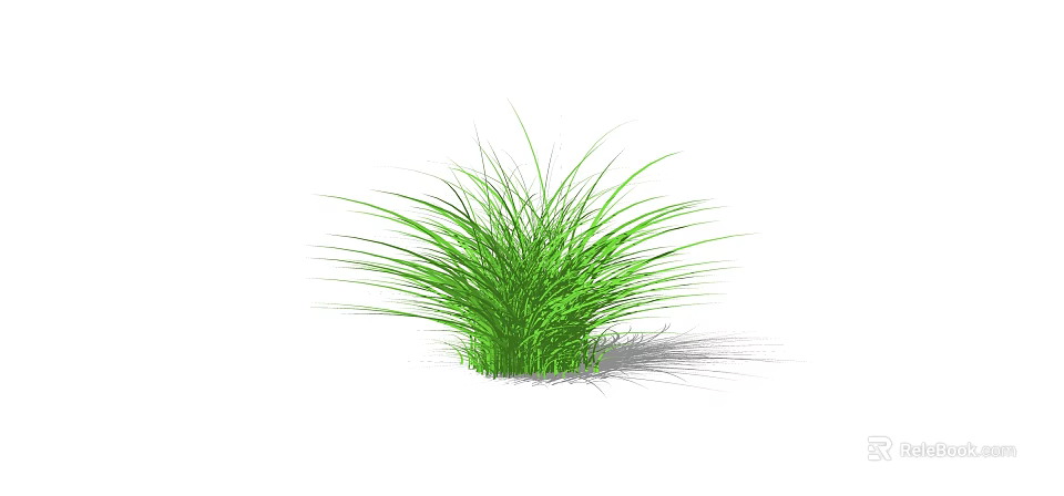 Green Shrub With Long Slender Leaves And Lush Appearance On White Background 3d model 