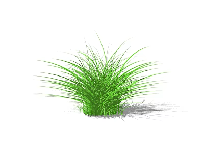Green Shrub With Long Slender Leaves And Lush Appearance On White Background 3d model