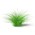 Green Shrub With Long Slender Leaves And Lush Appearance On White Background