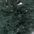pine assemblage white fir conifer 3d model