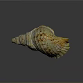 Aquatic Animal Conch Shell With Yellow And White Striped Spiral Pattern And Natural Texture
