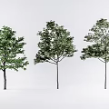 Modern Tree Landscape Tree Combination 3d model