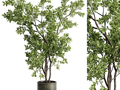Decorative Potted Garden Accents With Green Leafy Trees and Lush Branches 3d model