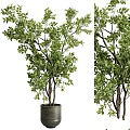 Decorative Potted Garden Accents With Green Leafy Trees and Lush Branches