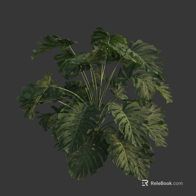 Monstera Plant With Large Leaves Featuring Distinct Holes And Patterns In 3D Rendered Background 3d model 