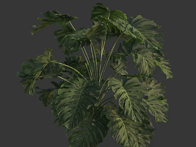 Monstera Plant With Large Leaves Featuring Distinct Holes And Patterns In 3D Rendered Background 3d model