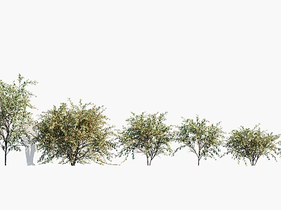 Lush Foliage Trees In Various Sizes Arranged For Natural Landscape Design 3d model