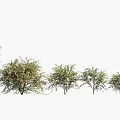 Lush Foliage Trees In Various Sizes Arranged For Natural Landscape Design