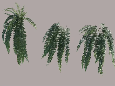 Green Hanging Ferns with Lush Feathery Fronds for Indoor Decoration 3d model