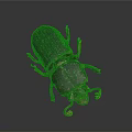Dark Brown Beetle With Red Legs And Antennae On Dark Background