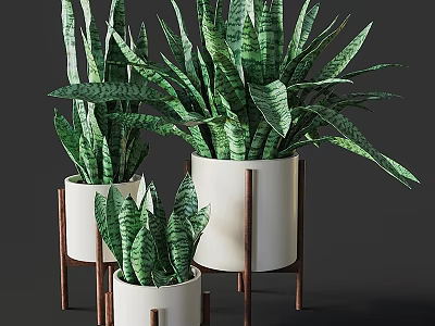 Modern Decorative Plant Arrangement With Green Snake Plants White Pots And Wooden Stands 3d model