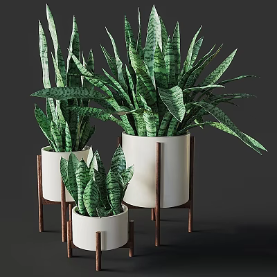 Modern Decorative Plant Arrangement With Green Snake Plants White Pots And Wooden Stands 3d model