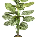 Two Decorative Potted Plants With Striped Leaves In Black And Terracotta Pots