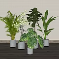 Various Indoor Potted Plants With Green Leaves White Flowers And Gray Pots On Wooden Floor