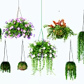Decorative Hanging Basket Plants Featuring Flowering And Trailing Greenery For Indoor Outdoor Decor