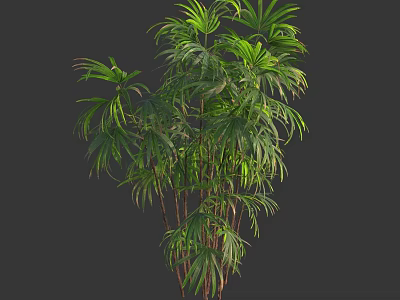 Lush Green Bamboo Plant With Vibrant Leaves And Slender Stems 3d model