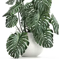 Lush Green Monstera Potted Plant With Large Leaves In White Pot