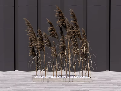 Tall Brown Reeds Against Dark Gray Wall On Light Wood Floor With White Pebbles Around 3d model