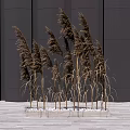 Tall Brown Reeds Against Dark Gray Wall On Light Wood Floor With White Pebbles Around