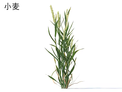 Growing Wheat Plant With Green Leaves And Golden Ears In Field 3d model