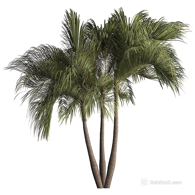 Tall Palm Trees With Lush Green Fronds And Slender Trunks 3d model 