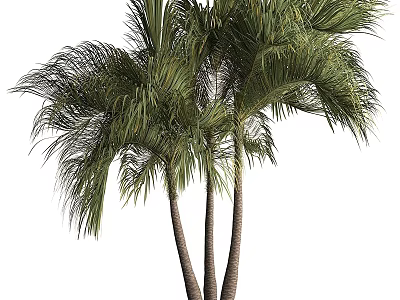 Tall Palm Trees With Lush Green Fronds And Slender Trunks 3d model