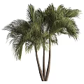 Tall Palm Trees With Lush Green Fronds And Slender Trunks