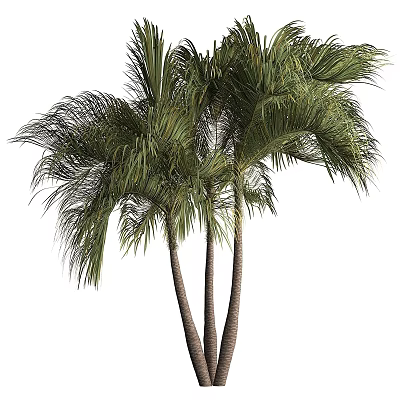 Tall Palm Trees With Lush Green Fronds And Slender Trunks 3d model