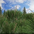 Shrubs in Lush Green Grass Field with Tall Pine Trees White Clouds and Yellow Flowers
