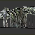 Banyan Tree With Massive Exposed Roots And Thick Trunk In Natural Outdoor Setting