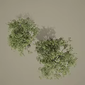 Two Trees With Green Leaves And Tree Trunks Against Gray Background