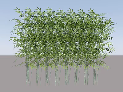 Lush Green Bamboo Plants With Dense Foliage And Tall Stalks In Natural Setting 3d model