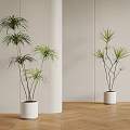 Indoor Tall Leafy Potted Plants In White Pots With Light Wall And Wooden Floor