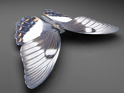Detailed Black and White Butterfly with Orange Spots on Patterned Wings 3d model