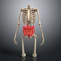 Human Skeleton Anatomy Model Displaying Limbs And Internal Organs Structure 3d model