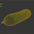 White Cucumber Water Cucumber Dry Cucumber Green Cucumber South China Cucumber European Greenhouse Cucumber Fruit Cucumber 3d model