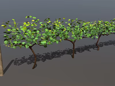 Healthy Grape Vines Bearing Fresh Grapes With Lush Green Leaves On Trellis Support 3d model
