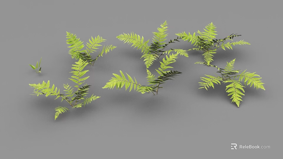 Green Ferns With Slender Branches And Natural Growth On Gray Background 3d model 