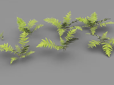 Green Ferns With Slender Branches And Natural Growth On Gray Background 3d model