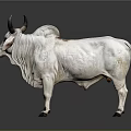 White Brahma Bull With Black Horns Standing On Gray Background Surface