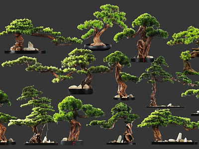 Varied Bonsai Trees With Unique Trunk Shapes Lush Green Foliage And Decorative Stones 3d model