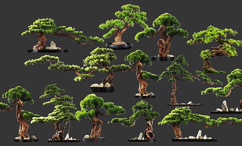 New Chinese Style Pine Tree Shape Pohan Pine Bonsai Dry Landscape Courtyard Welcome Pine 3d model